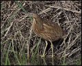 _6SB9356 american bittern